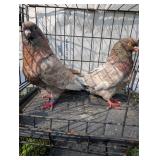 Mated pair french mondaines,