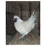 Young silkie Rooster