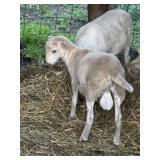 5 mo old katadin x st croix ram approx. 70 lb
