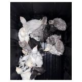 5-2 months old mix colors Ameraucana
