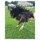Sizzle (Silkie/Frizzle cross). Spring 26ï¿½ hatched
