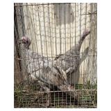2 blue slate turkey poults 3 months old