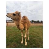 1.5 year old Paint Dromedary bullï¿½Camel, friendly