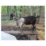 Lamancha/Alpine cross buck kid.  DOB: 4/8/26