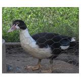 Black pied Muscovy appears to be a hen