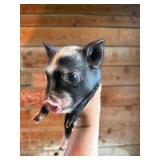 Male KuneKune/Pot Belly pig. 5 weeks old, eating