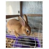 NZ Red buck, 2 mo old.