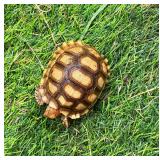 Four month old Sulcata hatchling