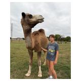 Dromedary Camel 3.5 years old bull, good natured