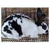 Mini Rex Buck Blk/wht broken pattern