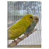 Colorful Pair of Parakeets