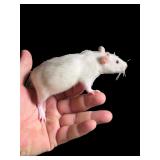 Hand tamed hooded rat male