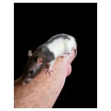Hand tamed hooded male rat