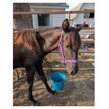 Quarter Horse yearling filly.