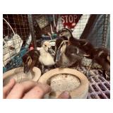 5-Barn yard ducks born 7-22