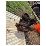 3 Gold laced Wyandotte  2 months old
