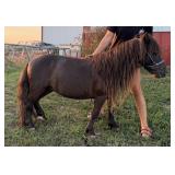 Bullseye, 5-6 year old pony stud, Amish broke ride