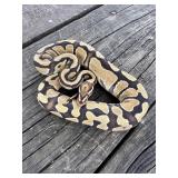 F- Ball Python. Morph- Fire DH DG Clown