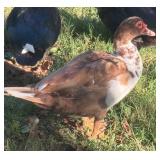 Chocolate and White Splash Muscovy Hen