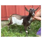 Nigerian Dwarf Roxie born 5-20-2026
