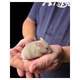 Hand tamed Syrian hamster male