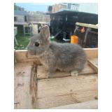 Netherland dwarf blue otter buck, partial pedigree