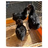 3 black English Orpington, 1 month old