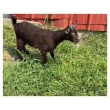 Nigerian Dwarf Jolly born 6-9-2026