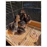 5 gold laced Wyandotte, 1 months old