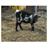 Registered adga doeling born march 10th, 2026