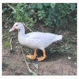 Beautiful Snow White Muscovy Hen