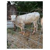 Mini Texas Long horn heifer. Born in March