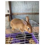 NZ Red buck, 2 mo old.