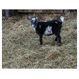 Registered adga doeling born march 10th, 2026.