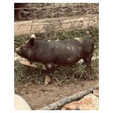 Kune Kune boarï¿½born in June