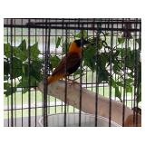 1 female 1 male Orange Weaver Finches