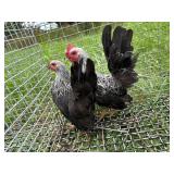 Young Pair Gray Japanese Bantams, Exhibition lines