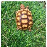 Four month old Sulcata hatchling