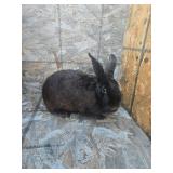Muffin! Sweet doe so donï¿½t let her name fool you!
