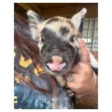 Female KuneKune/Pot Belly pig. 5 weeks old
