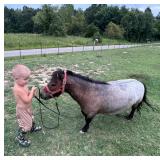 Tiny 26in Blue Roan Miniature Dwarf Gelding