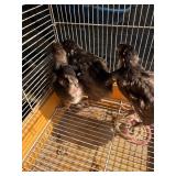 3 English chocolate Orpington, 1 months old