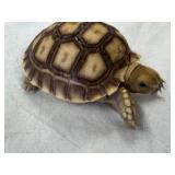 1 Adorable little Baby Sulcata Tortoise from group