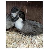 Blue Bibbed Call Duck Hens Hatched this year