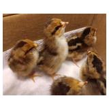 5 Speckled Sussex chicks, born 8/7. Straight run.