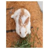Doe rabbit. 6 weeks old
