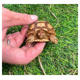 Four month old Sulcata hatchling