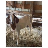75% Boer doe kid DOB: 3/30/26 Sells on application