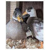 Blue Pencilled Call Duck Pair, Dusky Gene