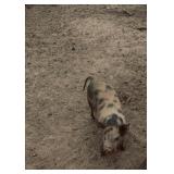Kune Kune pot bellyï¿½boar born may 28